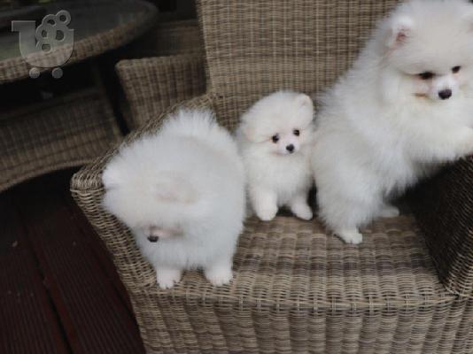 δίνοντας τα αξιολάτρευτα μου κουτάβια pomeranian για υιοθεσία στα σπίτια φροντίδας...